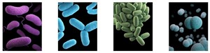 Bacteria