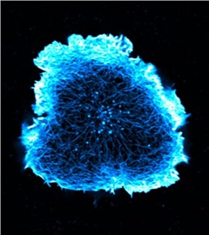 Immune cells under the microscope Karolinska Institutet  &copy;